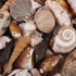 medium beige tan shell mix